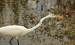 鷺,鳥,飛
