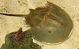馬蹄蟹,海上生活,甲殼動(dòng)物