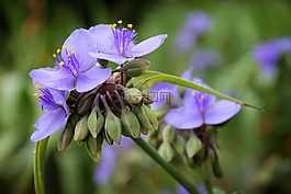 紫色,花,開(kāi)花