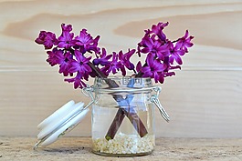 鲜花,风信子,紫