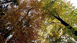 景觀,性質(zhì),森林