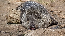 領(lǐng)野豬,動(dòng)物,動(dòng)物園