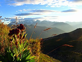 阿尔卑斯山,花,山