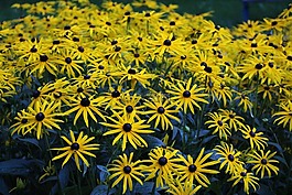 鮮花,黃色,春天