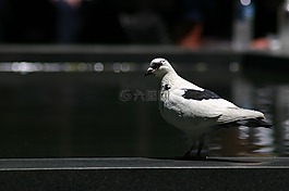鴿子,鳥,水