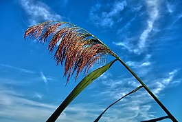 植物,经过,里德
