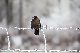 黑鳥,鳥,冬天