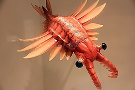 anomalocaris,史前,動(dòng)物
