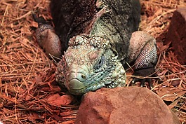 cyclura nubila,伊瓜纳,蜥蜴