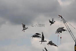 海鷗,飛行,水