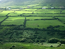 愛(ài)爾蘭,草地,綠色