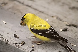 金翅雀,鸟,黄色