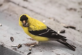 金翅雀,鸟,黄色