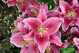 百合,黃花菜,綻放