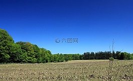 玉米田,· 勃朗特溪国家公园,加拿大