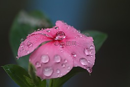 下降,鲜花,雨