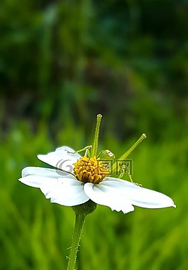 板球,性質,植物