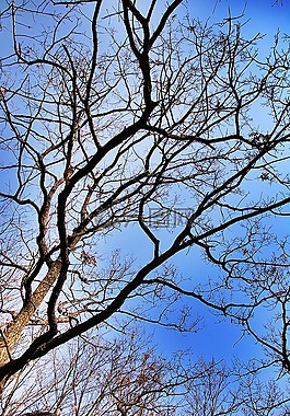 木材,在森林里,天空