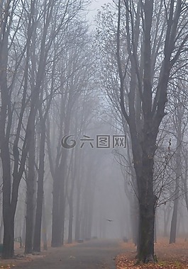 秋季,霧,胡同