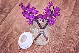 风信子,花,鲜花