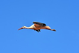 鸛,鳥(niǎo),飛