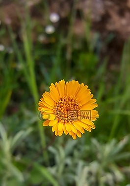 性質(zhì),植物,花