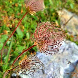 阿爾卑斯山,花,山