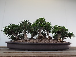 盆景,樹,日本