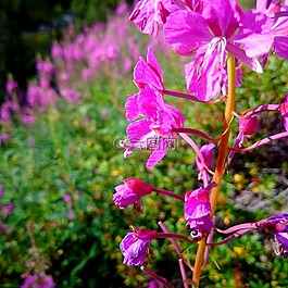阿爾卑斯山,花,山