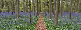 hallerbos,林,风信子