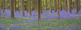 hallerbos,林,风信子