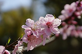 櫻花,花,粉紅