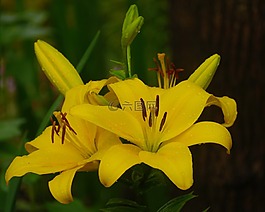 尤里 ·,百合,黄色