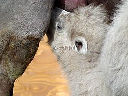 駱駝,孩子般地,媽媽