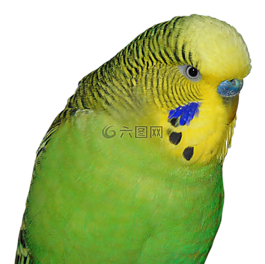 便宜,鳥,動物世界