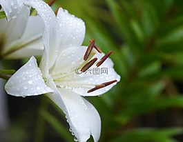 尤里 ·,百合,白