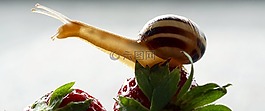 蝸牛,草莓,殼