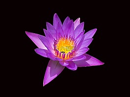 蓮花,花,廠