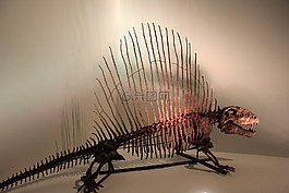 dimetrodon,恐龙,骨架