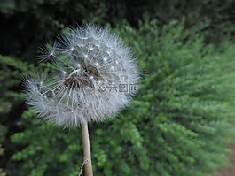 蒲公英,花,性質(zhì)