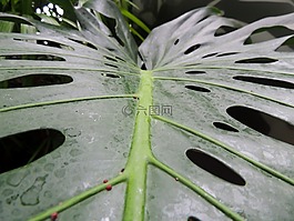 葉子,綠色,森林
