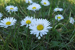 鵝花,綠色,性質(zhì)