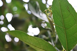 螳螂,昆蟲,葉