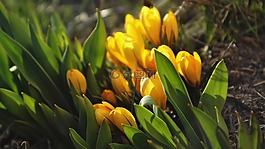 性质,花,krokus