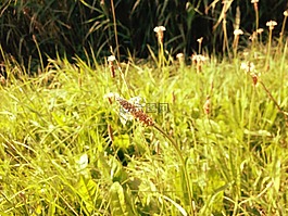 車前草,草地,開花