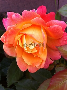 玫瑰,花,玫瑰綻放