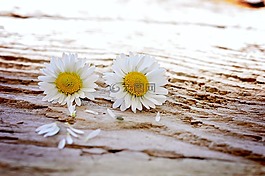 雛菊,鮮花,野花
