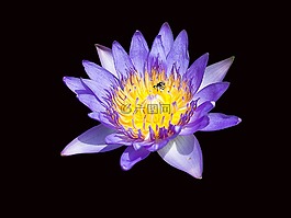 蓮花,花,廠
