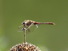 蜻蜓,性質(zhì),花