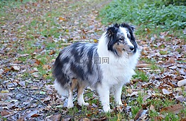 設(shè)得蘭群島牧羊犬,狗,顏色